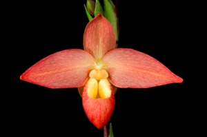 Phragmipedium Don Wimber Amazon Sunset HCC/AOS 77 pts.